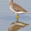 Greater Yellowlegs